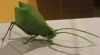 Nom du fichier=pem-011-brian-chan-katydid.jpg
Taille du fichier=110Ko
Dimensions : 885x489
Ajouté le : 29 Février 2008 pem-011-brian-chan-katydid.jpg