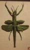 pem-035-robert-lang-flyingwalkingstick.jpg