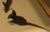 pem-040-akira-yoshizawa-mouse.jpg