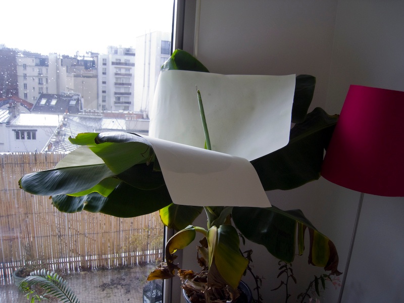 Les feuilles phosphorescentes d'Aurèle tentent un bronzage
