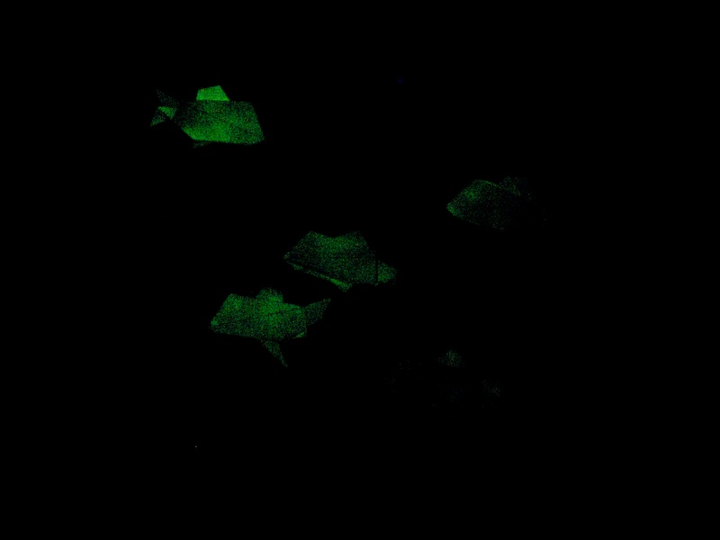Les poissons phosphorescents, dans le noir
