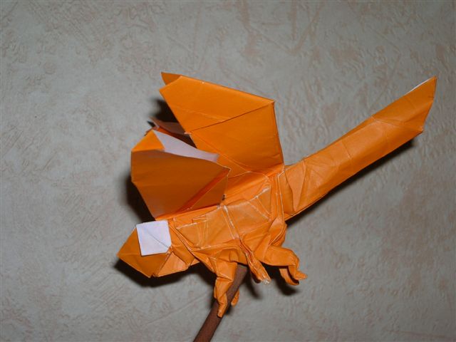 Dragonfly_Lang_(5).jpg