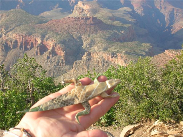 Lezard Grand Canyon
Lezard de R. Lang (O.D.S.), plié en France et relaché par Laure dans le Grand Canyon.
