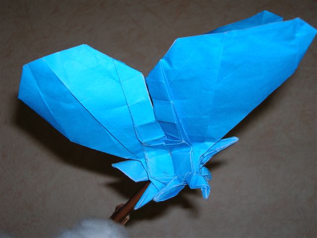 Papillon_lang
