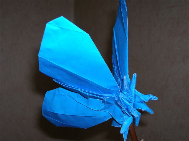 Papillon_lang
