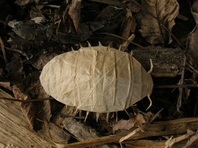 Pill_Bug
Mots-clés: Rober Lang Pillbug cloporte Origami Insects and their kin