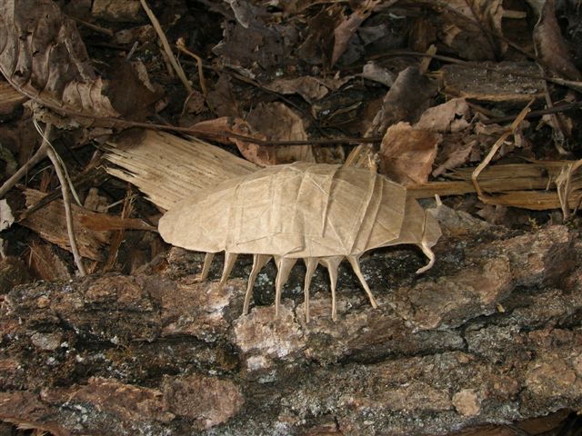 Pill_Bug
Mots-clés: Rober Lang Pillbug cloporte Origami Insects and their kin