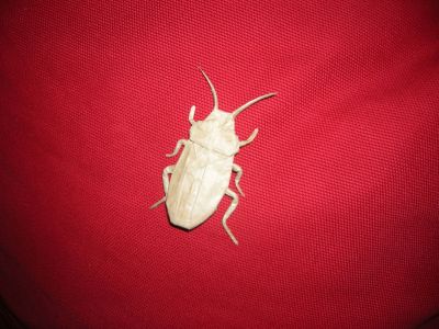 Cockroach_28129.JPG