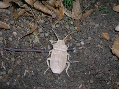 Lang_-_Cockroach.jpg