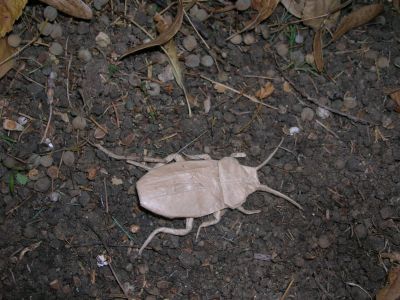 Lang_-_Cockroach_28129.JPG