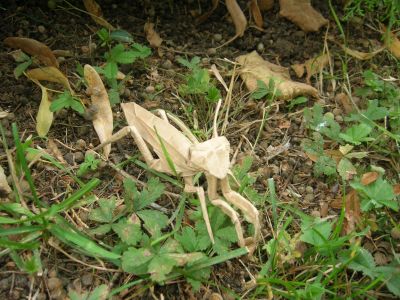 Lang_-_Mantis_28229.JPG