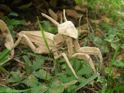 Lang_-_Mantis_28329.JPG