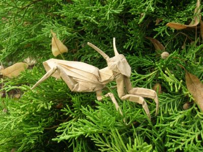 Lang_-_Mantis_28429.JPG