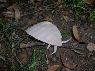 Lang_-_Pillbug.jpg