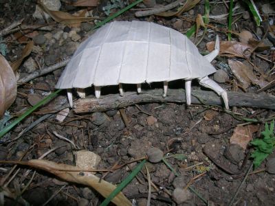 Lang_-_Pillbug_28229.JPG