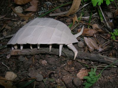 Lang_-_Pillbug_28329.JPG