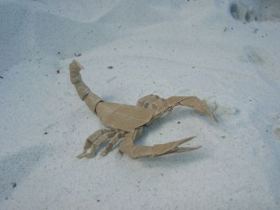 Lang_-_Scorpion_varileg_28129.JPG