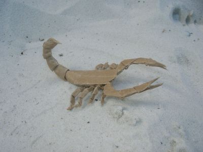 Lang_-_Scorpion_varileg_28229.JPG