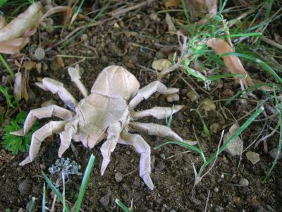 Lang_-_Tarentula.jpg