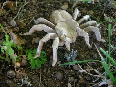 Lang_-_Tarentula_28229.JPG