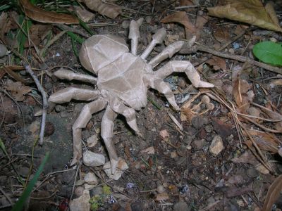Lang_-_Tarentula_28329.JPG
