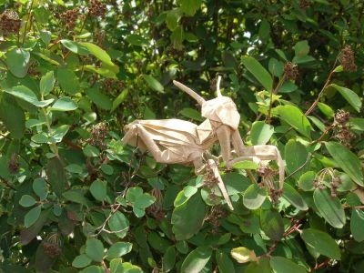 R_J__Lang_-_Mantis_28529.JPG