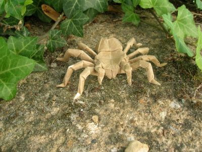 R_J__Lang_-_tarentula_28129.JPG