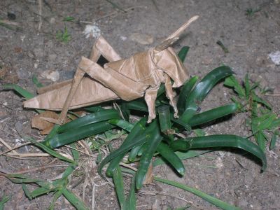 R__Lang_-_Locust.jpg