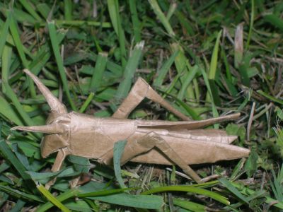 R__Lang_-_Locust_28129.JPG