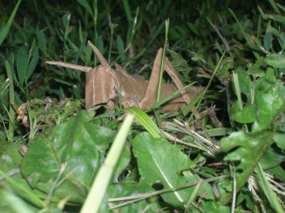 R__Lang_-_Locust_28229.JPG