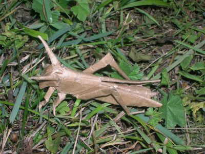 R__Lang_-_Locust_28329.JPG