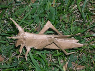 R__Lang_-_Locust_28529.JPG