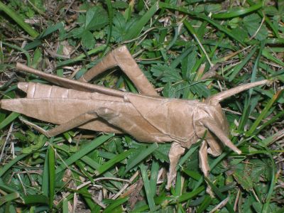 R__Lang_-_Locust_28729.JPG