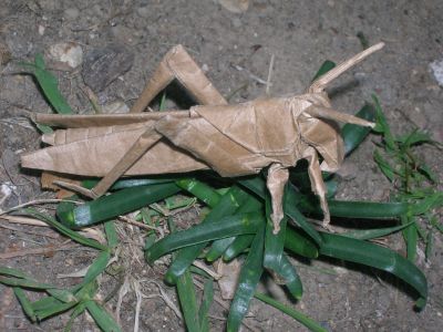 R__Lang_-_Locust_28829.JPG