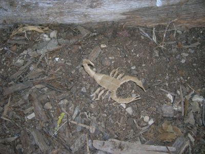 R__Lang_-_Scorpion_Varileg.jpg