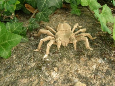 Tarentula.JPG