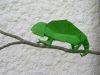 Cameleon_en_2_feuilles.jpg