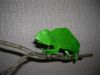 Cameleon_en_2_feuilles_(11).JPG