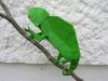Cameleon_en_2_feuilles_(17).JPG
