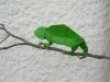 Cameleon_en_2_feuilles_(9).JPG
