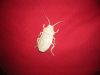 Nom du fichier=Cockroach_28129.JPG
Taille du fichier=581Ko
Dimensions : 2048x1536
Ajouté le : 02 Octobre 2011 Cockroach_28129.JPG