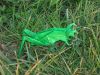 Grasshopper_Lang_Origami_Insects_and_Their_Kin_(1).JPG