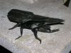 Hercules_Beetle_(2).JPG