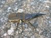 Nom du fichier=Hercules_Beetle_Lang_Origami_Insects_and_Their_kin.JPG
Taille du fichier=108Ko
Dimensions : 640x480
Ajouté le : 02 Mars 2009 Hercules_Beetle_Lang_Origami_Insects_and_Their_kin.JPG
