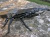 Nom du fichier=Hercules_Beetle_Lang_Origami_Insects_and_Their_kin_(1).JPG
Taille du fichier=88Ko
Dimensions : 640x480
Ajouté le : 02 Mars 2009 Hercules_Beetle_Lang_Origami_Insects_and_Their_kin_(1).JPG