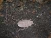 Nom du fichier=Lang_-_Cockroach_28129.JPG
Taille du fichier=550Ko
Dimensions : 2048x1536
Ajouté le : 02 Octobre 2011 Lang_-_Cockroach_28129.JPG