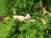 Nom du fichier=Lang_-_Mantis.jpg
Taille du fichier=628Ko
Dimensions : 2048x1536
Ajouté le : 02 Octobre 2011 Lang_-_Mantis.jpg