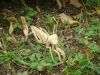 Nom du fichier=Lang_-_Mantis_28229.JPG
Taille du fichier=564Ko
Dimensions : 2048x1536
Ajouté le : 02 Octobre 2011 Lang_-_Mantis_28229.JPG