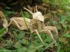 Nom du fichier=Lang_-_Mantis_28329.JPG
Taille du fichier=385Ko
Dimensions : 2048x1536
Ajouté le : 02 Octobre 2011 Lang_-_Mantis_28329.JPG