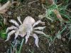 Nom du fichier=Lang_-_Tarentula.jpg
Taille du fichier=483Ko
Dimensions : 2048x1536
Ajouté le : 02 Octobre 2011 Lang_-_Tarentula.jpg